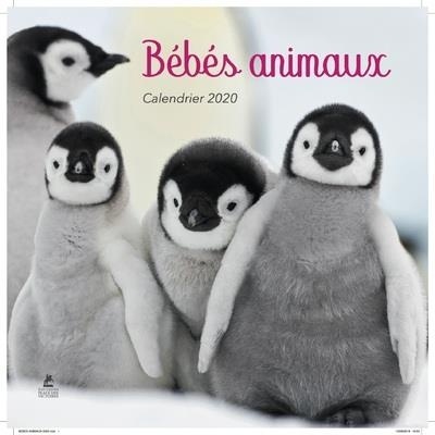 Calendrier Bébés Animaux 2020