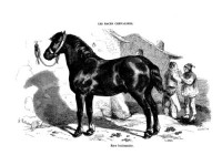 Les races chevalines - Gravure Cheval race Boulonnaise