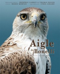 Aigle de Bonelli : Méditerranéen méconnu