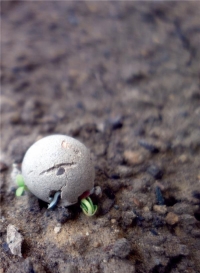 Nurturing Exhibitions