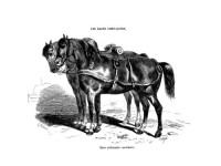 Les races chevalines - Gravure, Cheval race Ardennaise