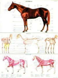 Hippologie planche n° 1 : Squelette et extérieur du cheval