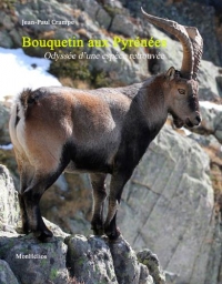 Bouquetin aux Pyrénées