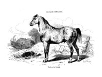 Les races chevalines - Gravure Cheval Trotteur du Norfolk