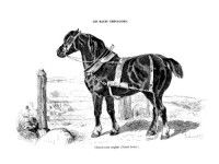 Les races chevalines - Gravure cheval noir Anglais