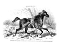 Les races chevalines - Gravure, Cheval demi-sang Anglo-Normand