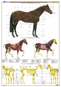 Planche Hippologie - Anatomie du cheval