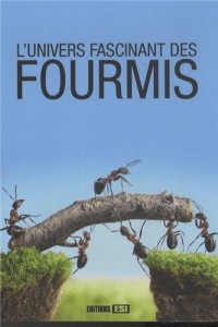 L'univers fascinant des fourmis