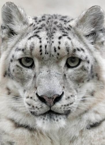 Panthère des neiges