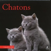 Chatons Calendrier 2016