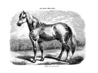 Les races chevalines - Gravure Cheval grande race Percheronne