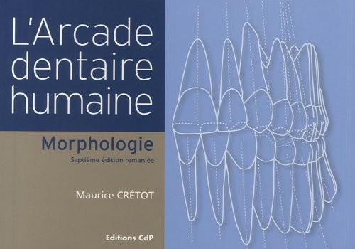 L'arcade dentaire humaine : Morphologie