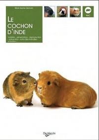 Le cochon d'Inde