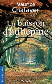 Un buisson d'aubépine