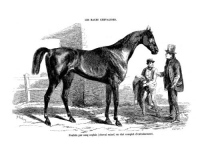 Les races chevalines - Gravure, Cheval poulain pur sang anglais