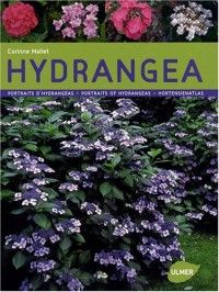Hydrangeas - Portraits