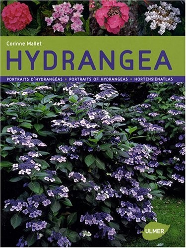 Hydrangeas - Portraits