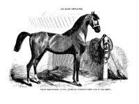 Les races chevalines - Gravure Cheval Anglo-Normand