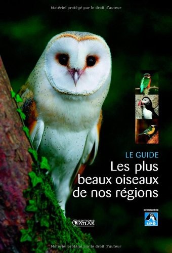Les plus beaux oiseaux de nos régions
