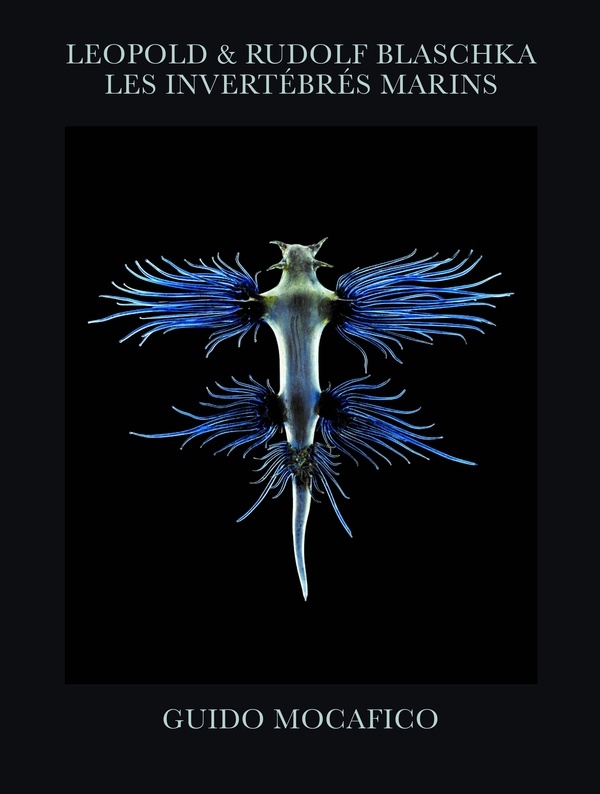 Blaschka - Les invértébrés marins