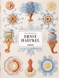 XL-Haeckel
