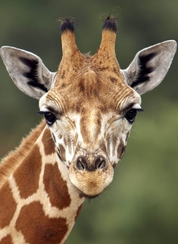 Girafe