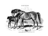 Les races chevalines - Gravure, Cheval Demi-sang Anglo-Breton