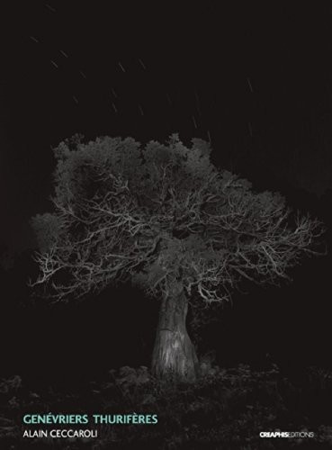 Genévrier thurifères (Juniperus Thurifera)