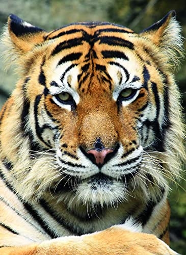Tigre