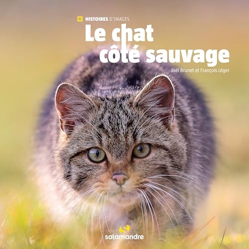 Le chat côté sauvage