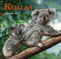 Koalas - Calendrier 2019