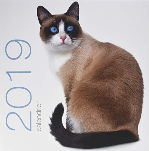 Calendrier mural 2019 Chats