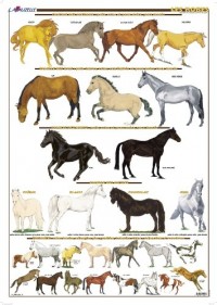 Planche Hippologie - Les Robes de chevaux