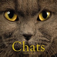 Chats Calendrier 2016