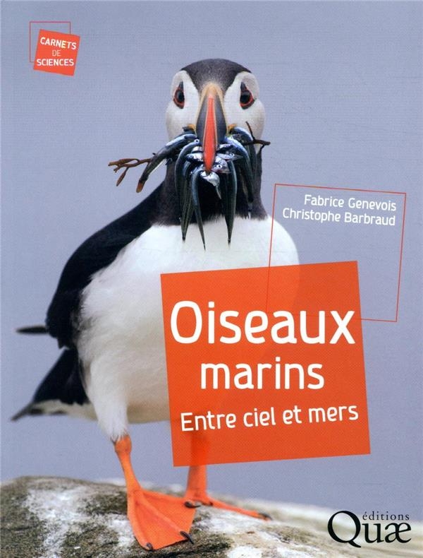 Oiseaux marins : Entre ciel et mers