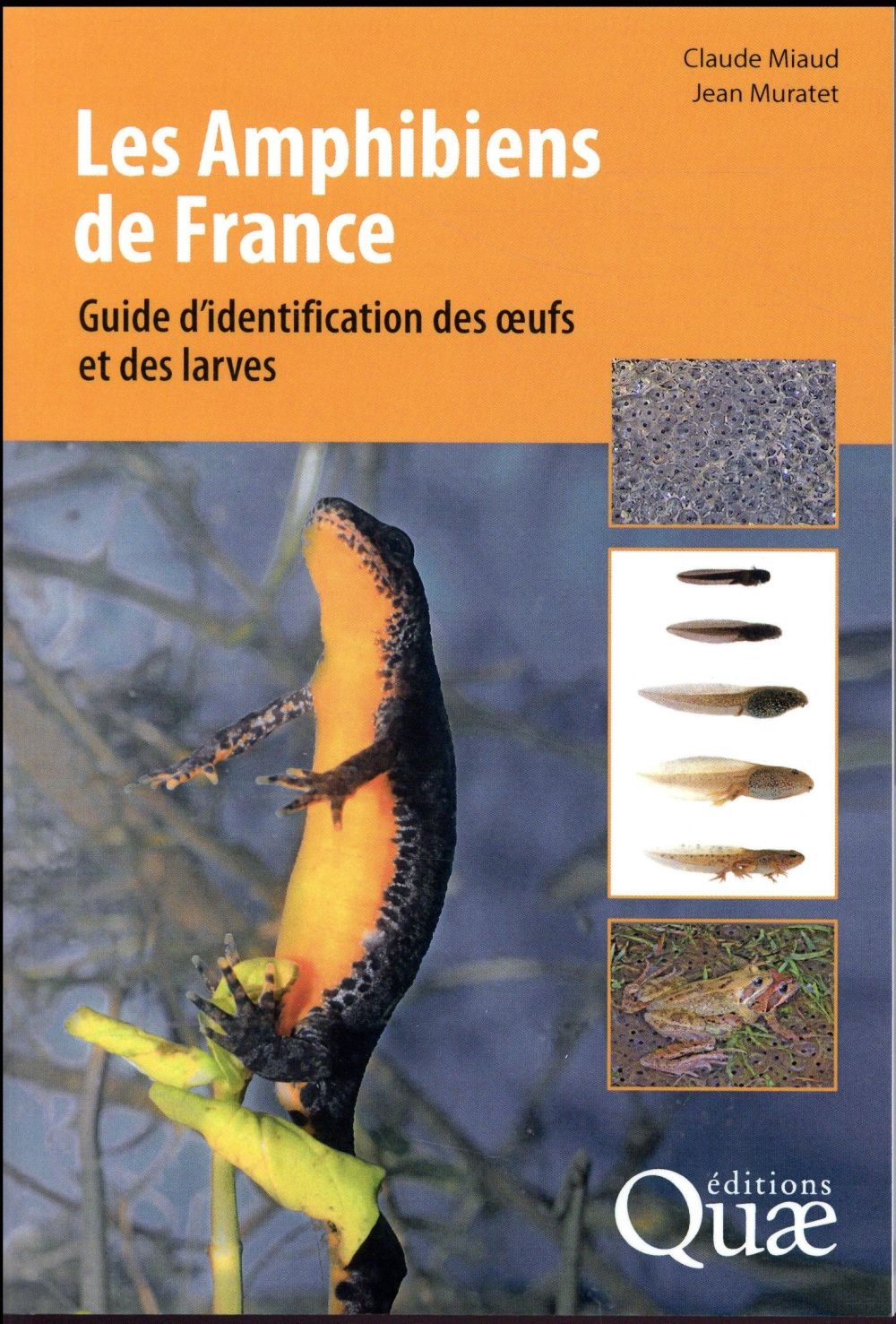 Les amphibiens de France: Guide d'identification des ½ufs et des Larves