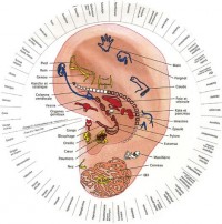 Le révélateur : Ressemblance oreille, foetus