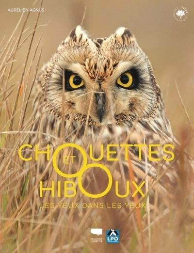 Chouettes et hiboux: Les Yeux dans les yeux