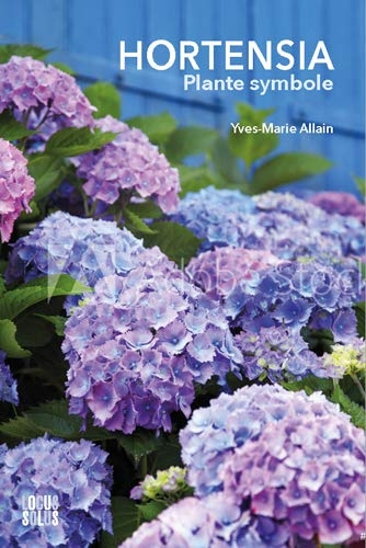 Hortensia, plante symbole