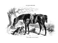 Les races chevalines - Gravure Cheval Hunter Anglais