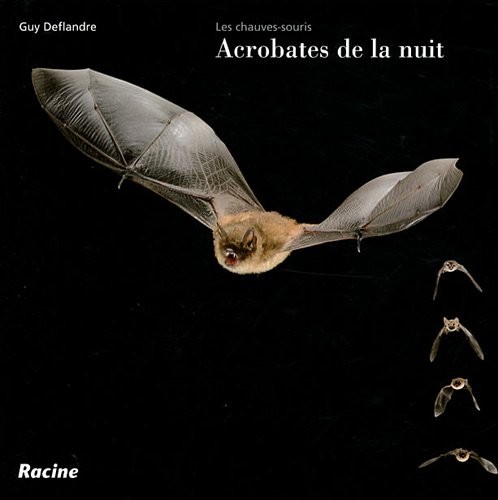 Les chauves-souris acrobates de la nuit