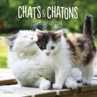 Calendrier mural Chats & Chaton 2019