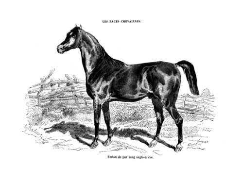 Les races chevalines - Gravure, Cheval Etalon pur-sang Anglo-Arabe