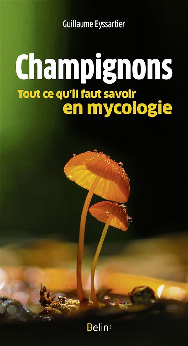 Champignons : Tout ce qu'il faut savoir en mycologie