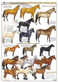 Planche Hippologie - Les Races de Berceau Français