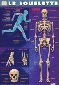 Poster Recto Verso/le Squelette