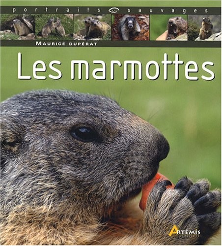 Marmotte