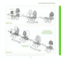Mon potager en pente: Conseils et techniques adaptées