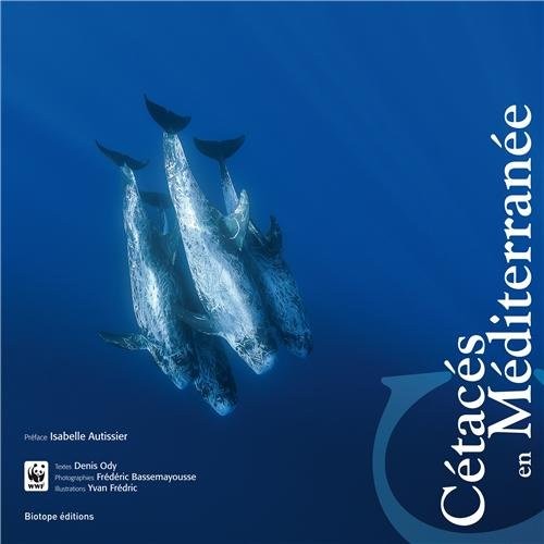 Cétacés en Méditerranée : 12 ans d'études pour leur protection