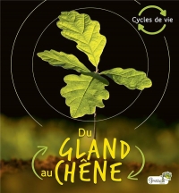 Du gland au chene